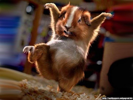 funny hamster pictures. Feisty hamster!