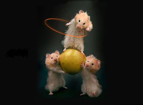 three-hamsters-small1.jpg